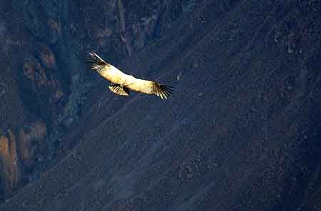 Pérou Canyon de Colca : le vol des condors 