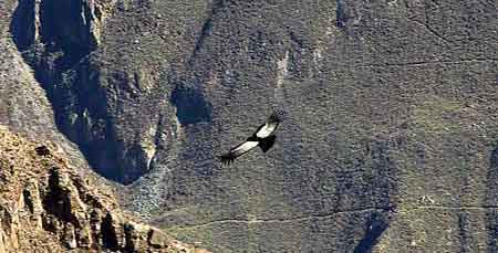 Pérou Canyon de Colca : le vol des condors 