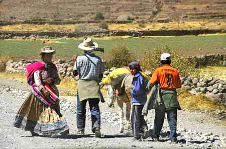 Pérou altiplano lamas, alpagas et vigognes 
