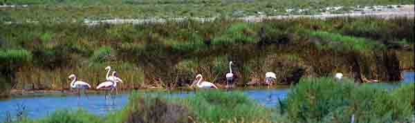 camargue flamands roses