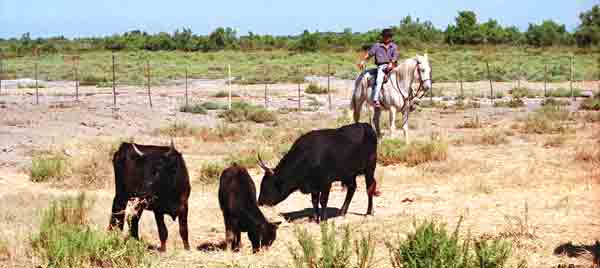 camargue taureaux