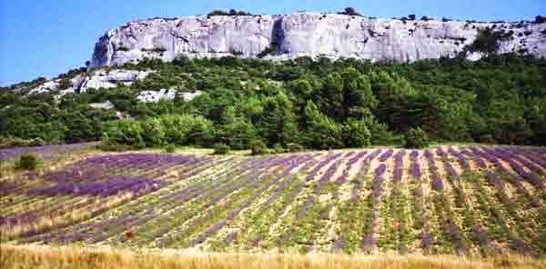 Champ de lavande dans le lubéron