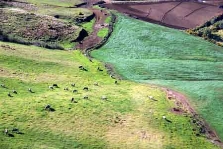 plaine des cafres