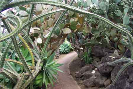 Conservatoire botanique de Mascarin  Île de la Réunion 