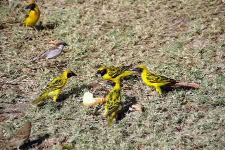 tisserins jaune Etang Salé