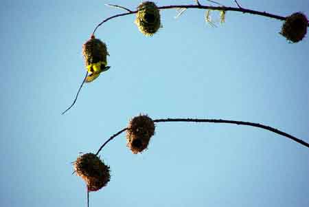 tisserins jaunes et leurs nids Etang Salé 