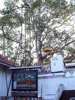 arbre bo Sri Lanka 	Anuradhapura