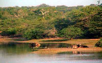 lac balapitti Sri Lanka