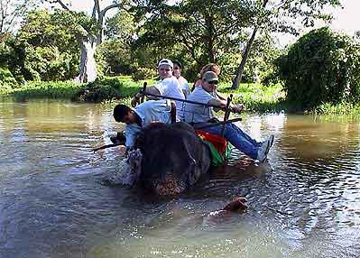 ballade à dos d'elephant Sri Lanka