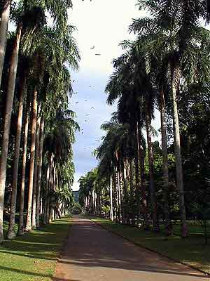 Kandy jardin botanique Sri Lanka