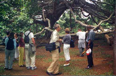 Kandy jardin botanique Sri Lanka