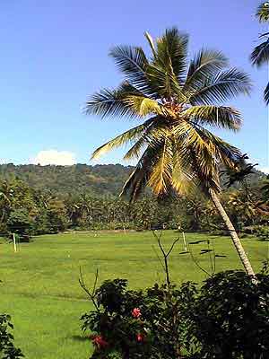 Matale jardin des épices  Sri lanka 