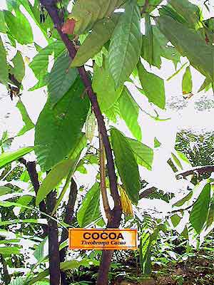 cacao Matale jardin des épices  Sri lanka 