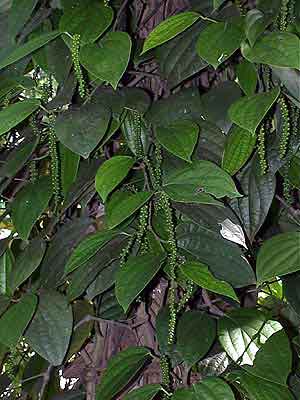 poivrier Matale jardin des épices  Sri lanka 