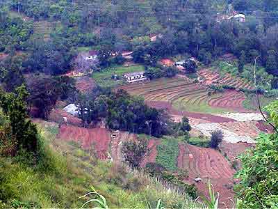 cultures en terrasses Nuwara Eliya Sri lanka 