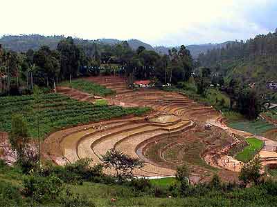 cultures en terrasses Nuwara Eliya Sri lanka 