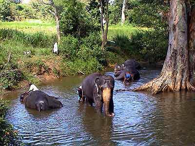 elephants Sri Lanka