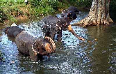 elephants Sri Lanka