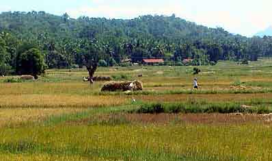 rizières du Sri lanka 