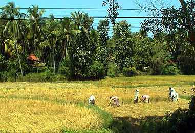rizières du Sri lanka 