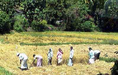 rizières du Sri lanka 