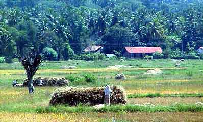 rizières du Sri lanka 