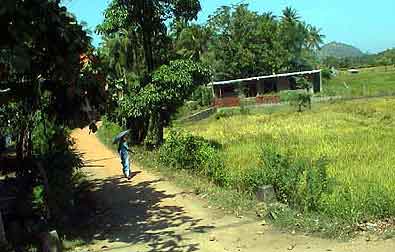 rizières du Sri lanka 