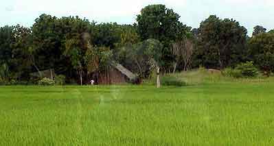 rizières du Sri lanka 