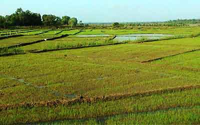 rizières du Sri lanka 