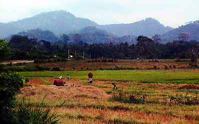 rizières du Sri lanka 