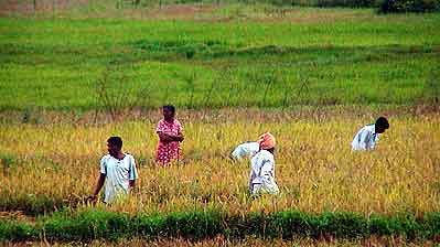 rizières du Sri lanka 