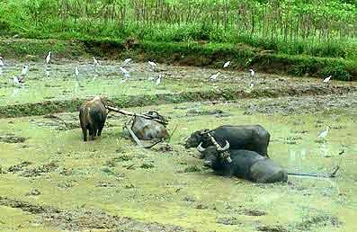 rizières du Sri lanka  buffles