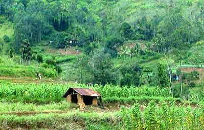 rizières du Sri lanka 