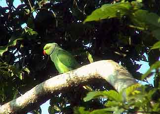 rizières du Sri lanka 