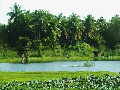 rizières du Sri lanka 