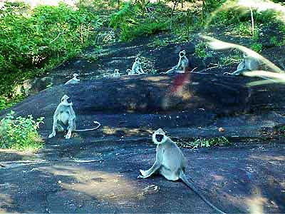 Sigiriya  Sri lanka  singes 