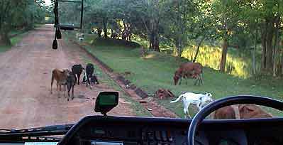 Sigiriya  Sri lanka  vaches 