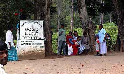 attente du bus Plantations de thé  Sri lanka 