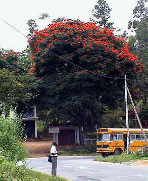bus Plantations de thé  Sri lanka 