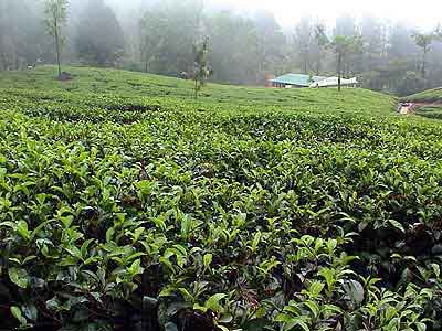 Plantations de thé  Sri lanka 