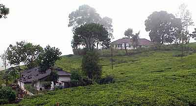 Plantations de thé  Sri lanka 