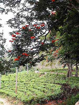 Plantations de thé  Sri lanka 