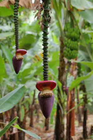 mto-wa-mbu  Tanzanie Safari 