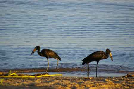 Musoma lac Victoria Tanzanie Safari 