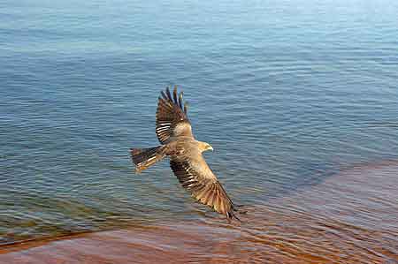 Musoma lac Victoria Tanzanie Safari 