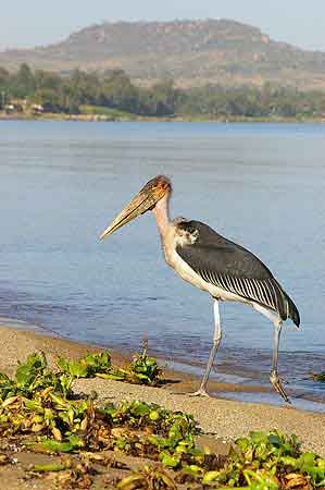 Musoma lac Victoria Tanzanie Safari 