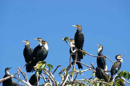 lac Victoria Tanzanie Safari 