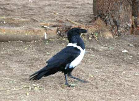 Musoma lac Victoria Tanzanie Safari 