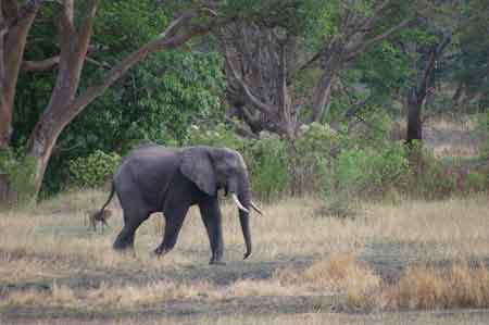 Serengeti  Tanzanie Safari Masai Mara