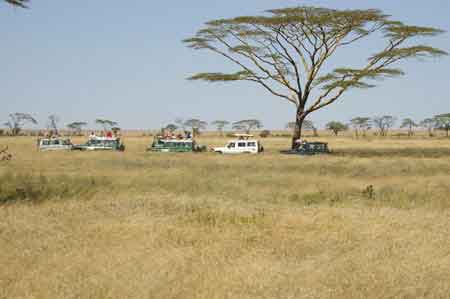 Serengeti  Tanzanie Safari Masai Mara